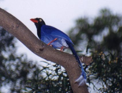 Formosan Blue Magpie