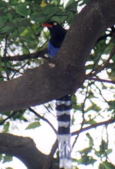 Formosan Blue Magpie