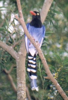 Formosan Blue Magpie