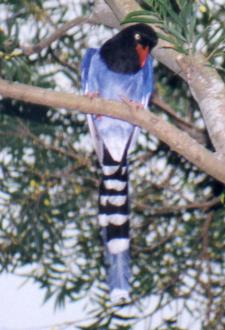 Formosan Blue Magpie