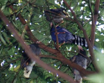 Adult feeding chicks.