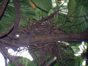 Nest