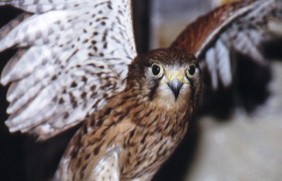 Common Kestrel (female)