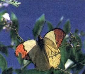 Great Orange Tip (male)