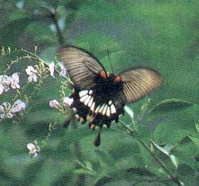 Great Mormon (female)