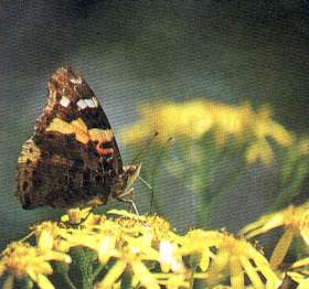 Indian Red Admiral