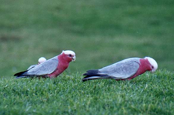 Galah feeding on the lawn.