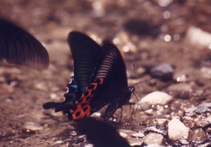 (male) Papilio hoppo