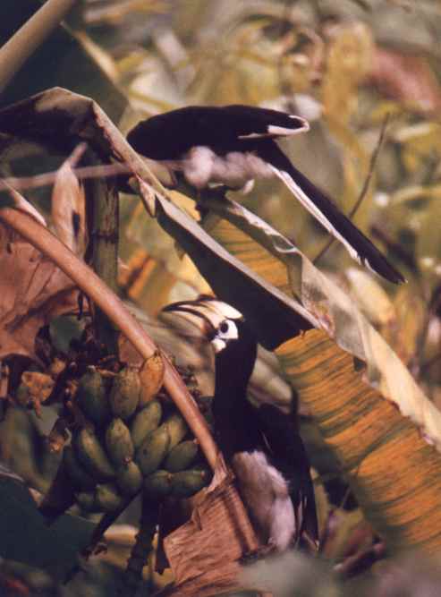 Pair of Pied Hornbills