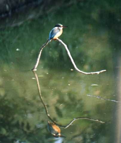 Common Kingfisher (female)