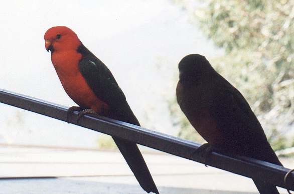 Australian King Parrots