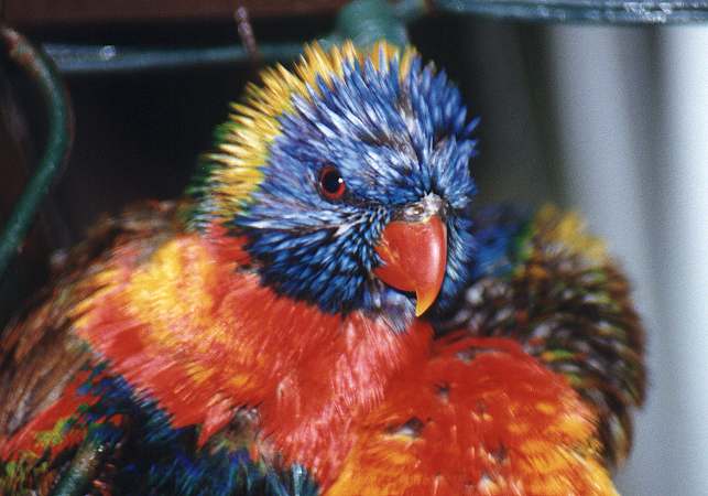 Rainbow Lorikeets