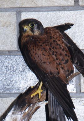 Common Kestrel (male)