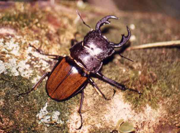 Stag Beetle (male)