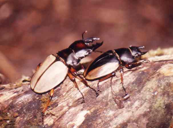 Stag Beetles (pair)