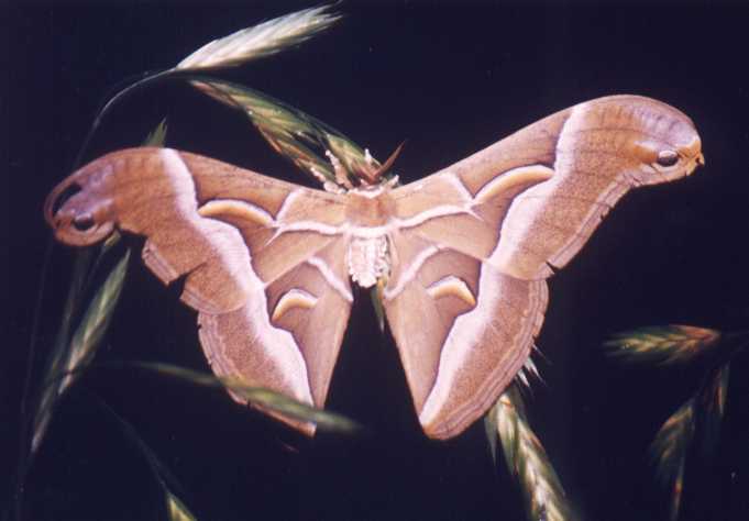 Ailanthus Silkmoth (male)