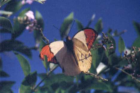 Great Orange Tip (Hebomoia glaucippe)