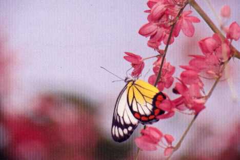 Painted Jezebel (Delias hyparete)