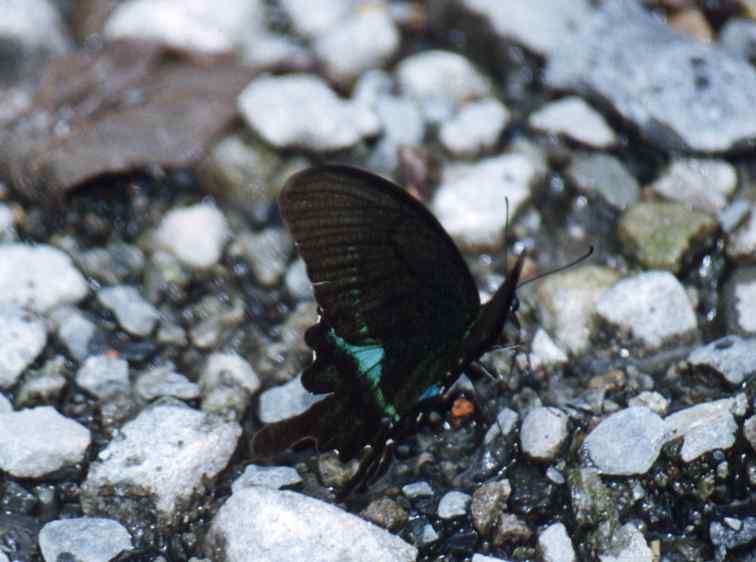 Paris Peacock (male)