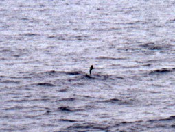 Bulwer's Petrel