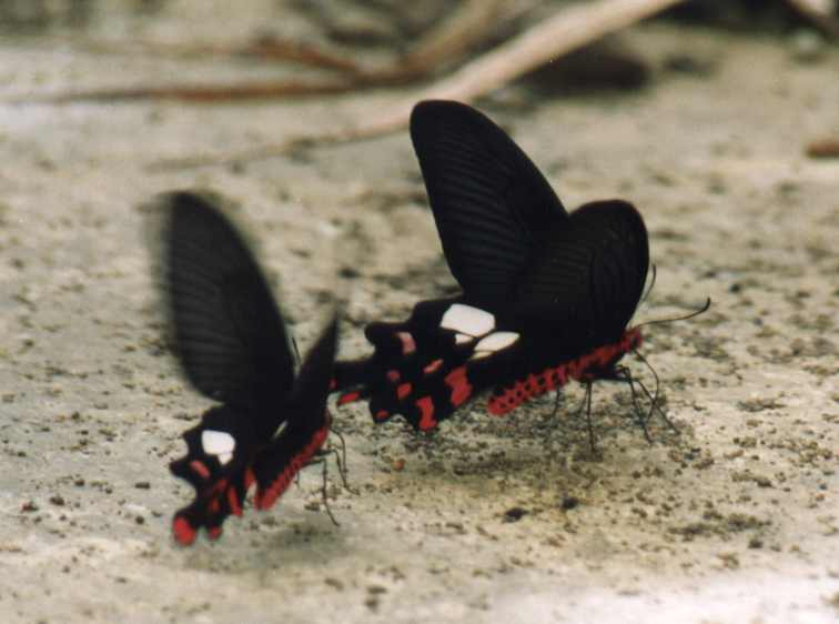 (males) Byasa polyeuctes termessus