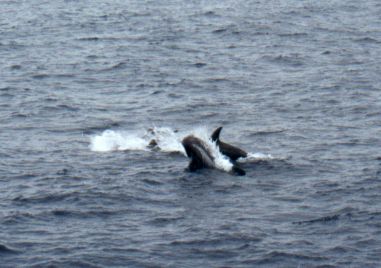 Risso's Dolphins