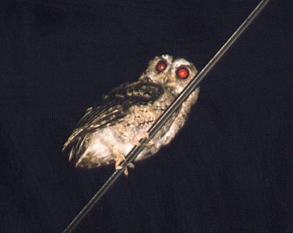 Collared Scops Owl