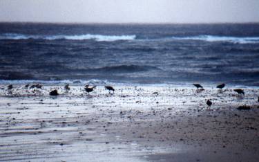 Sooty Oystercatchers and Golden Plovers on the beach.