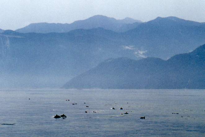 Spinner Dolphins off Formosa