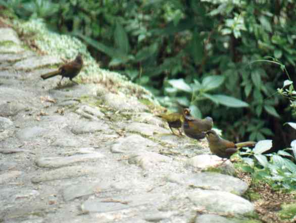 Flock of Steere's Liocichla