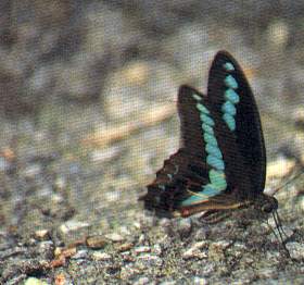 Common Bluebottle (male)