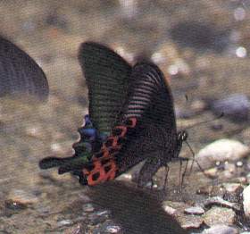 Papilio hoppo (male)