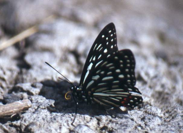 Hestina assimilis formosana