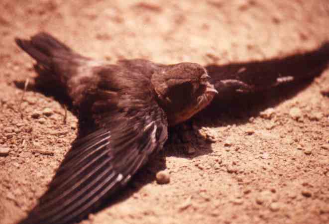 A fallen Black-nest Swiftlet.