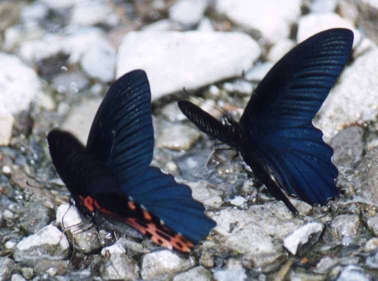 (males) Papilio thaiwanus