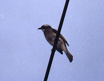 Chinese Bulbul