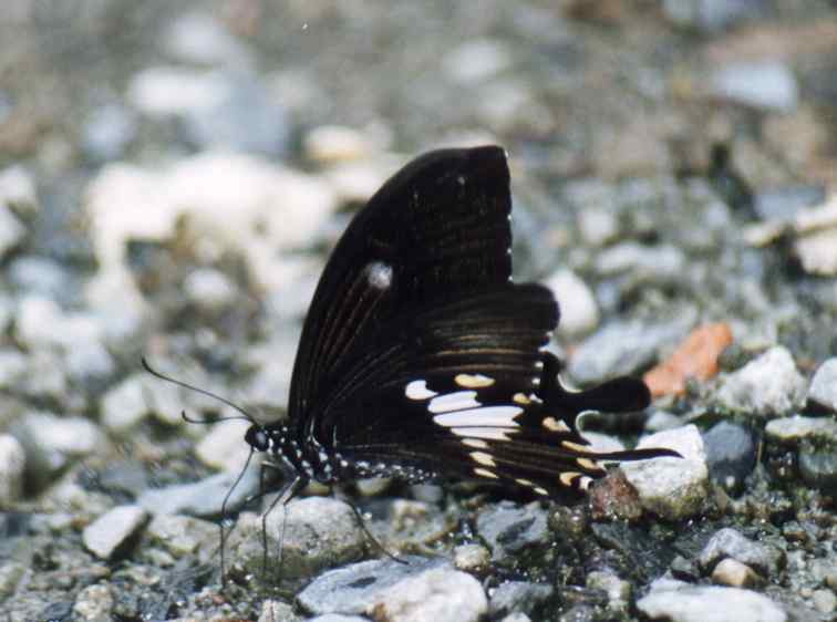 (male) Papilio nephelus chaonulus