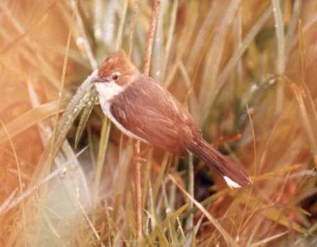 Chestnut-crested Yuhina