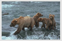 Momma Bear, Baby Bears (Be Careful Out there!)