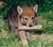 Little Fuzz carrying a bone.