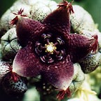 Caralluma