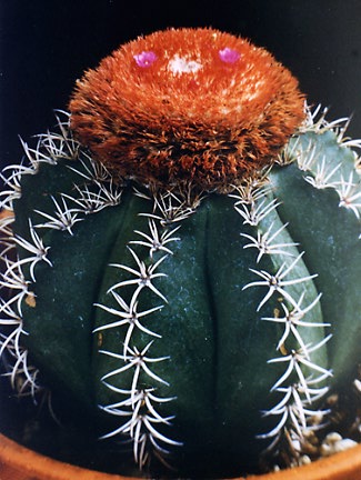 Melocactus matanzanus