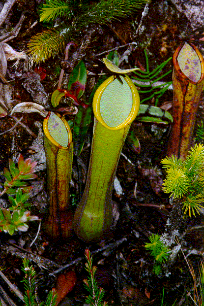 pitcher plant