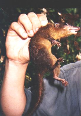 treeshrew