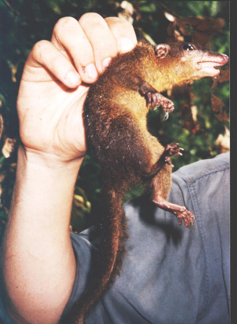 treeshrew