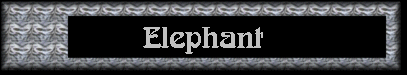 Elephant