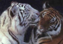 2tigers.jpg (10864 bytes)