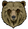 bear