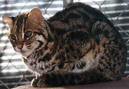 Amur Sub-Species Leopard Cat