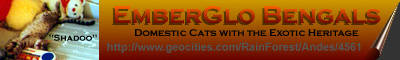 Checkout EmberGlo Bengals, Domestic Cats with the Exotic Heritage